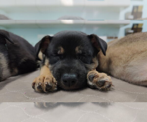 Medium Photo #2 Mutt Puppy For Sale in Kansas City, MO, USA