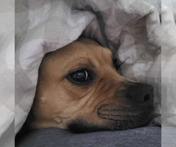 Medium Photo #7 American Pit Bull Terrier-American Staffordshire Terrier Mix Puppy For Sale in Techny, IL, USA