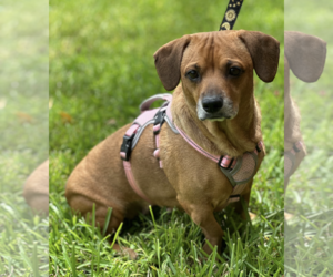 Maple - Female Dachshund-Unknown Mix Dog for Adoption - Photo #3