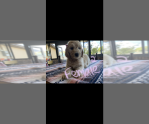 Labradoodle Puppy for sale in SATELLITE BEACH, FL, USA