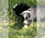 Small Photo #5 Border Collie Puppy For Sale in BERRIEN SPRINGS, MI, USA