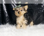 Small #5 Yorkshire Terrier