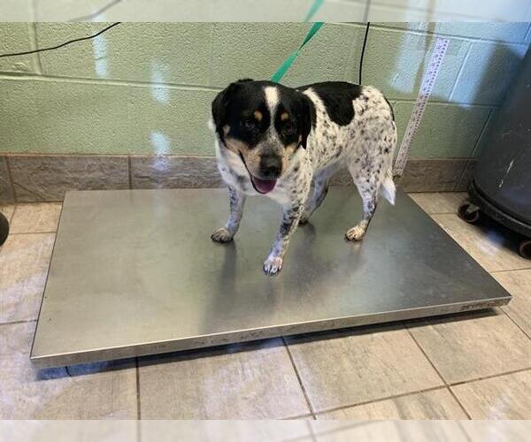 Medium Photo #1 Mutt Puppy For Sale in Grand Prairie, TX, USA