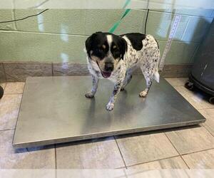 Mutt Dogs for adoption in Grand Prairie, TX, USA