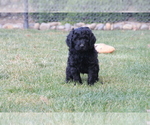 Small Photo #4 Labradoodle Puppy For Sale in MADERA, CA, USA