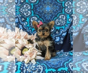 Yorkshire Terrier Puppy for sale in GLEN ROCK, PA, USA
