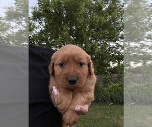 Golden Retriever Puppy for Sale in ARDMORE, Oklahoma USA