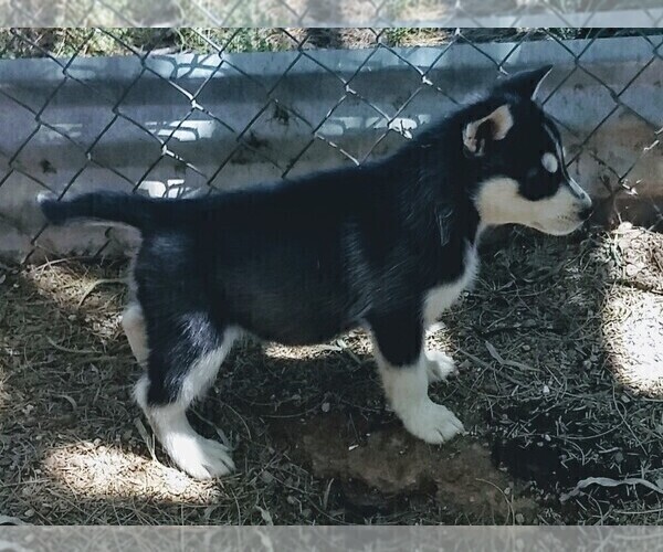 Medium Photo #2 Siberian Husky Puppy For Sale in TUCSON, AZ, USA
