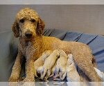 Small Photo #5 Goldendoodle Puppy For Sale in ZEBULON, NC, USA