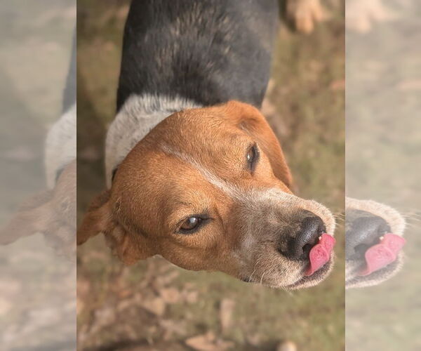 Medium Photo #6 Beagle Puppy For Sale in Dunnellon, FL, USA