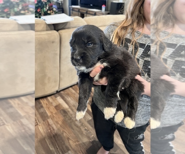 Medium Photo #1 Saint Berdoodle Puppy For Sale in TEHACHAPI, CA, USA