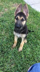 German Shepherd Dog Puppy for sale in LOCKHART, TX, USA