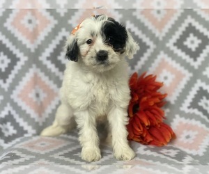 Double Doodle Puppy for sale in CEDAR LANE, PA, USA