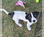 Small #1 Labrador Retriever Mix