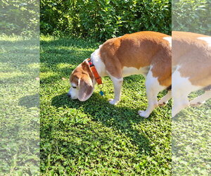 Lex - Male Beagle Dog for Adoption - Photo #14
