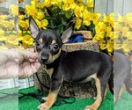 Image preview for Ad Listing. Nickname: RAT TERRIER