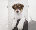 Small Photo #3 Australian Shepherd Puppy For Sale in MABEL, MN, USA