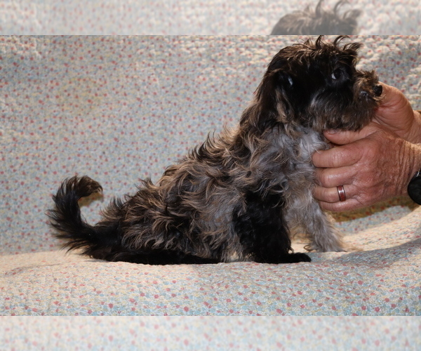 Medium Photo #24 Yorkiepoo mix (+ Poodle Toy) Puppy For Sale in DYERSBURG, TN, USA