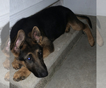 Small Photo #13 German Shepherd Dog Puppy For Sale in FAIR LAWN, NJ, USA