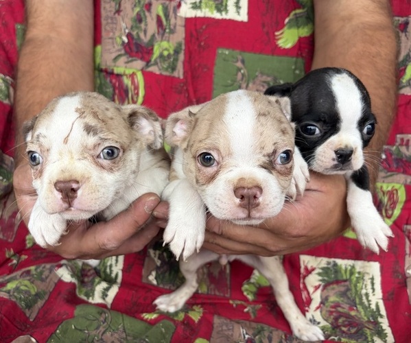Medium Photo #1 Boston Terrier Puppy For Sale in KALONA, IA, USA