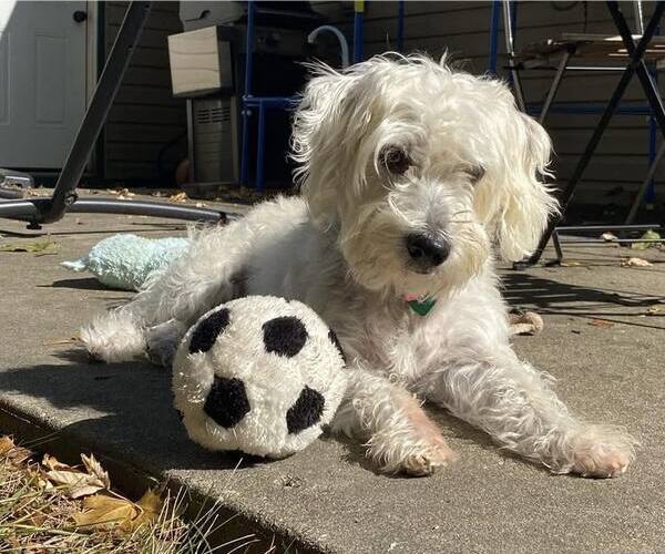 Medium Photo #4 Bichon Frise-Unknown Mix Puppy For Sale in Clarkston, MI, USA