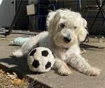 Small #3 Bichon Frise Mix