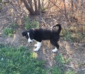 Small #11 Border Collie