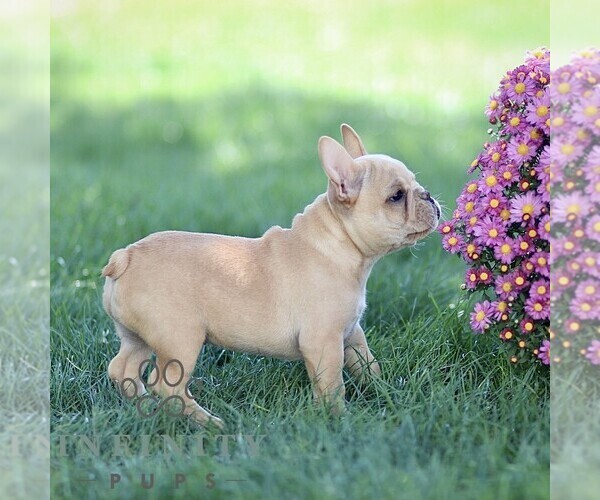 Medium Photo #2 French Bulldog Puppy For Sale in RONKS, PA, USA