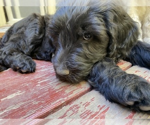 Goldendoodle Puppy for sale in GIBBON, NE, USA