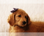 Small Photo #11 Goldendoodle Puppy For Sale in BRIGHTON, MO, USA