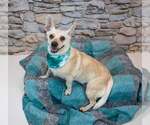 Small Photo #2 Jack Russell Terrier-Unknown Mix Puppy For Sale in Kennesaw, GA, USA