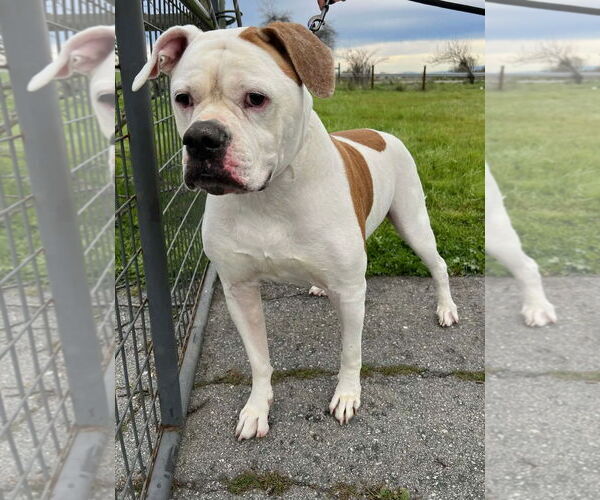 Medium Photo #1 American Bulldog-Unknown Mix Puppy For Sale in Woodland Hills, CA, USA