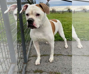 American Bulldog-Unknown Mix Dogs for adoption in Woodland Hills, CA, USA