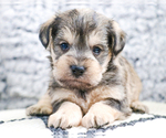 Small Photo #2 Schnauzer (Miniature) Puppy For Sale in SYRACUSE, IN, USA