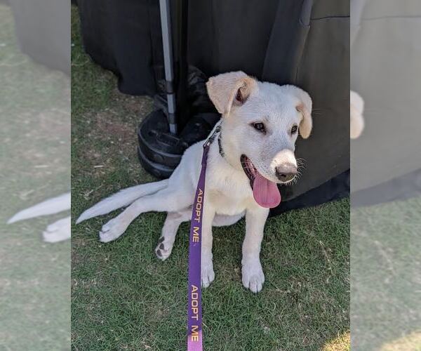 Medium Photo #1 German Shepherd Dog-Great Pyrenees Mix Puppy For Sale in Dallas, TX, USA