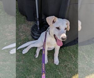 German Shepherd Dog-Great Pyrenees Mix Dogs for adoption in Dallas, TX, USA