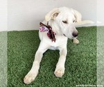 Small #1 Mutt