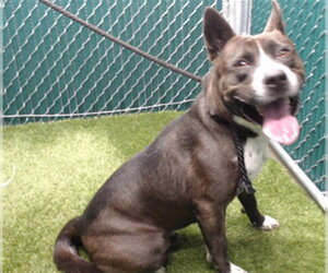 Holland Shepherd Dogs for adoption in Downey, CA, USA