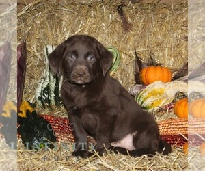 Labrador Retriever Puppy for sale in STEWARTSTOWN, PA, USA