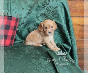 Cavapoo Puppy for sale in LE MARS, IA, USA