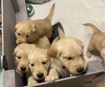 Small Photo #11 Golden Retriever Puppy For Sale in SMITHVILLE, TX, USA