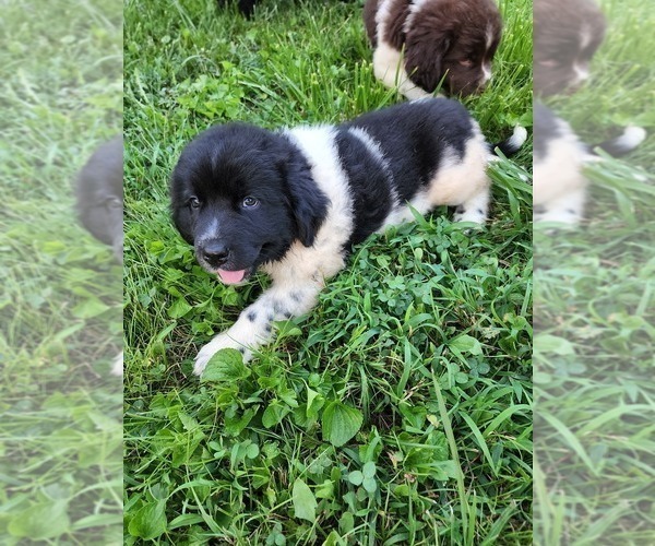 Medium Photo #1 Newfoundland Puppy For Sale in LIBERTY, KY, USA