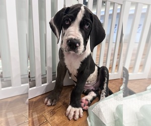 Great Dane Litter for sale in WILLIS, TX, USA