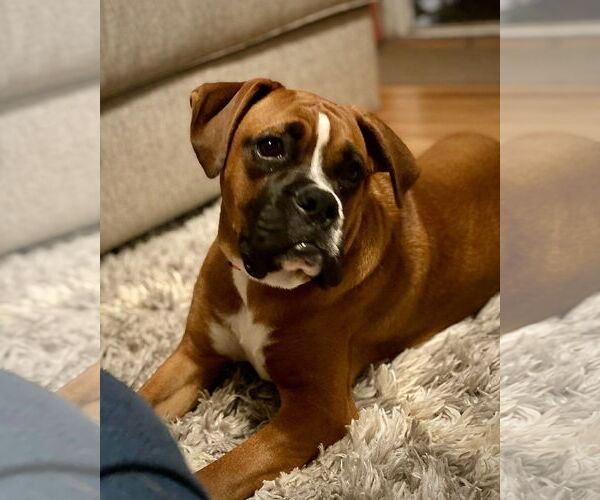 Medium Photo #1 Boxer Puppy For Sale in Dumont, NJ, USA