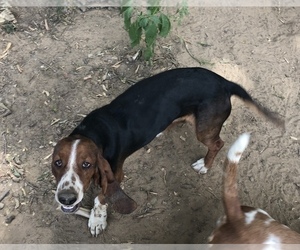 Father of the Basset Hound puppies born on 06/24/2022