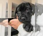 Small Photo #8 Cane Corso Puppy For Sale in SEATTLE, WA, USA