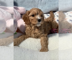 Cavapoo Puppy for sale in SYLMAR, CA, USA