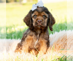 Small Photo #13 Cocker Spaniel Puppy For Sale in WARSAW, IN, USA