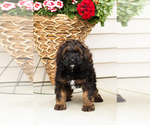 Small #1 Cocker Spaniel-Poodle (Miniature) Mix
