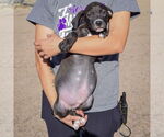 Small #2 American Staffordshire Terrier-Labrador Retriever Mix